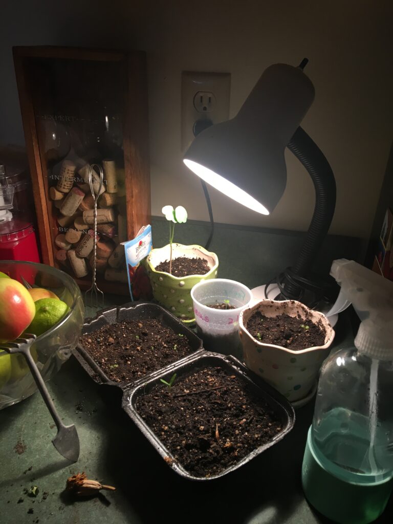 My plant bulb shining on several containers of newly sprouted plants.