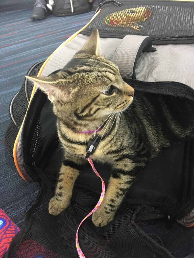 Cat peeking out of her carrier at the airport. 